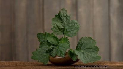 Patchouli:Pflanz-, Anbau- und Pflegeanleitung für duftende Kräuter 