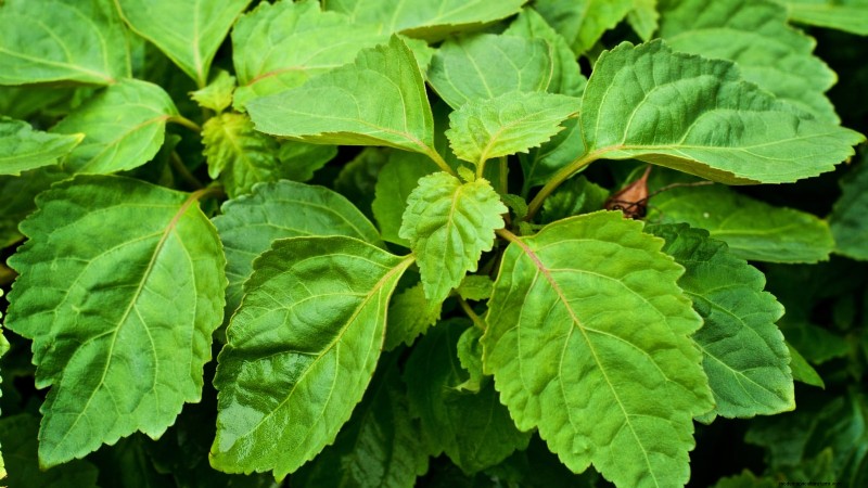 Patchouli:Pflanz-, Anbau- und Pflegeanleitung für duftende Kräuter 
