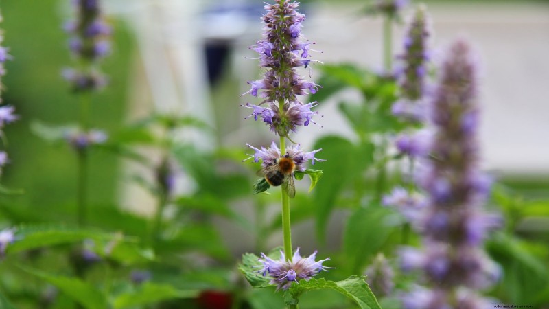 Patchouli:Pflanz-, Anbau- und Pflegeanleitung für duftende Kräuter 