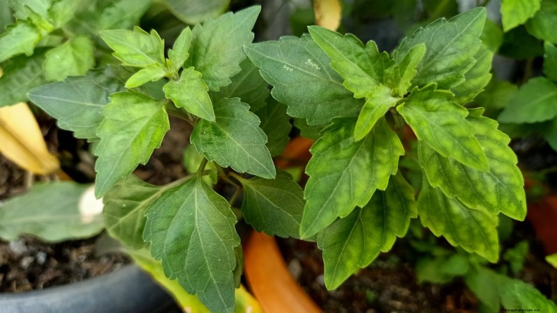 Patchouli:Pflanz-, Anbau- und Pflegeanleitung für duftende Kräuter 