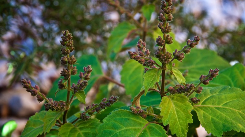Patchouli:Pflanz-, Anbau- und Pflegeanleitung für duftende Kräuter 