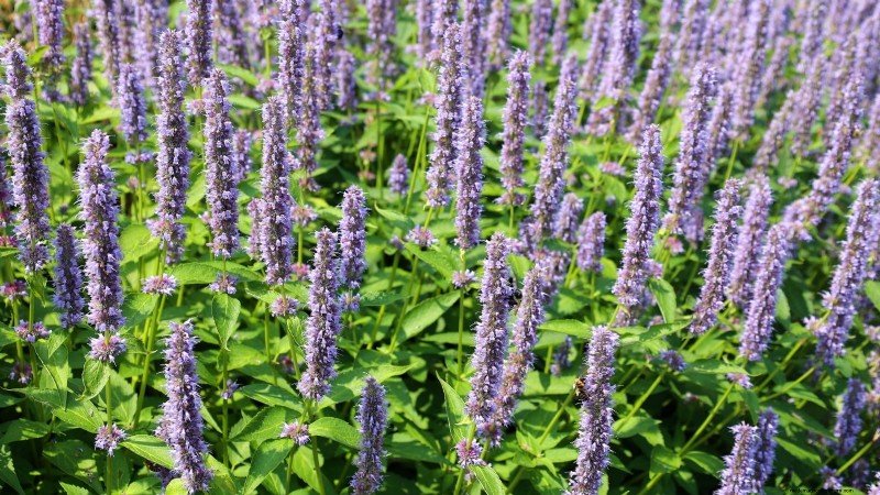 Patchouli:Pflanz-, Anbau- und Pflegeanleitung für duftende Kräuter 