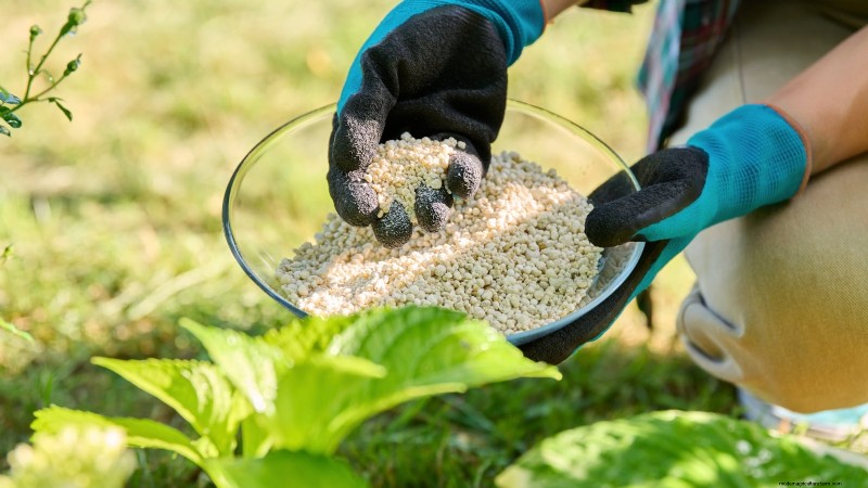 Patchouli:Pflanz-, Anbau- und Pflegeanleitung für duftende Kräuter 
