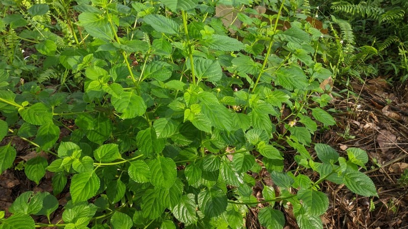 Patchouli:Pflanz-, Anbau- und Pflegeanleitung für duftende Kräuter 