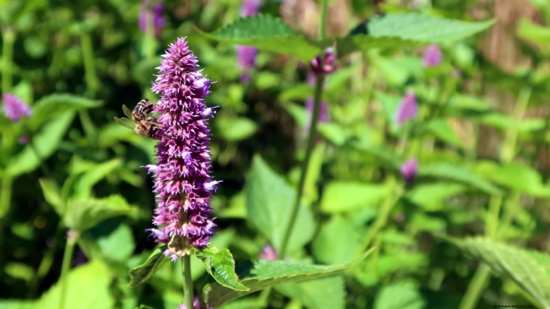 Patchouli:Pflanz-, Anbau- und Pflegeanleitung für duftende Kräuter 