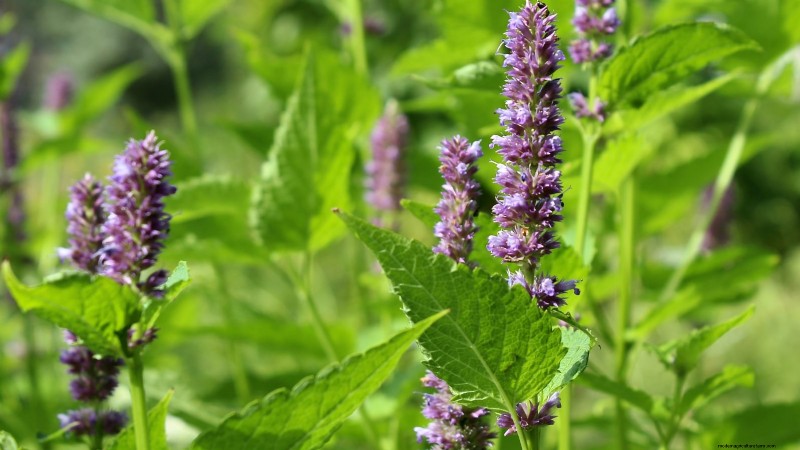 Patchouli:Pflanz-, Anbau- und Pflegeanleitung für duftende Kräuter 