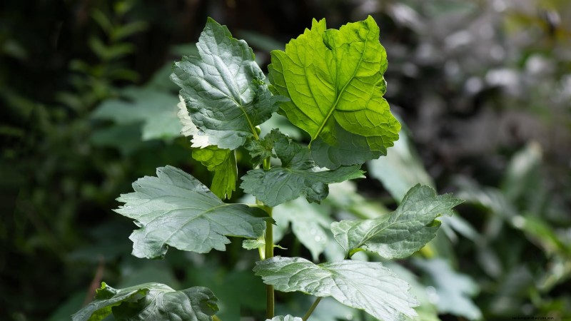 Patchouli:Pflanz-, Anbau- und Pflegeanleitung für duftende Kräuter 
