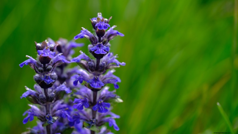 Patchouli:Pflanz-, Anbau- und Pflegeanleitung für duftende Kräuter 