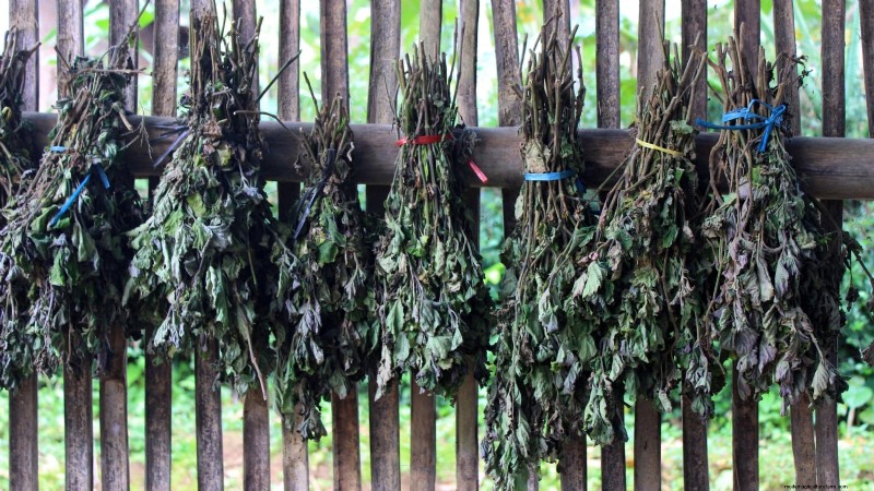 Patchouli:Pflanz-, Anbau- und Pflegeanleitung für duftende Kräuter 