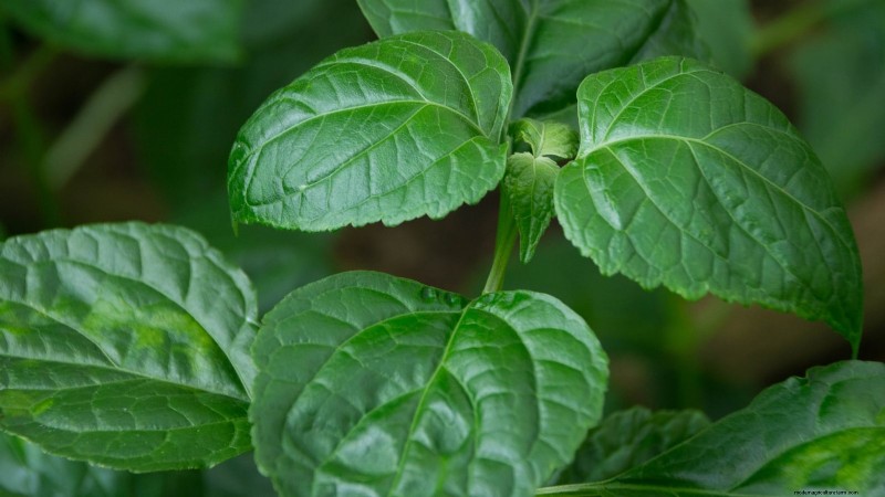 Patchouli:Pflanz-, Anbau- und Pflegeanleitung für duftende Kräuter 