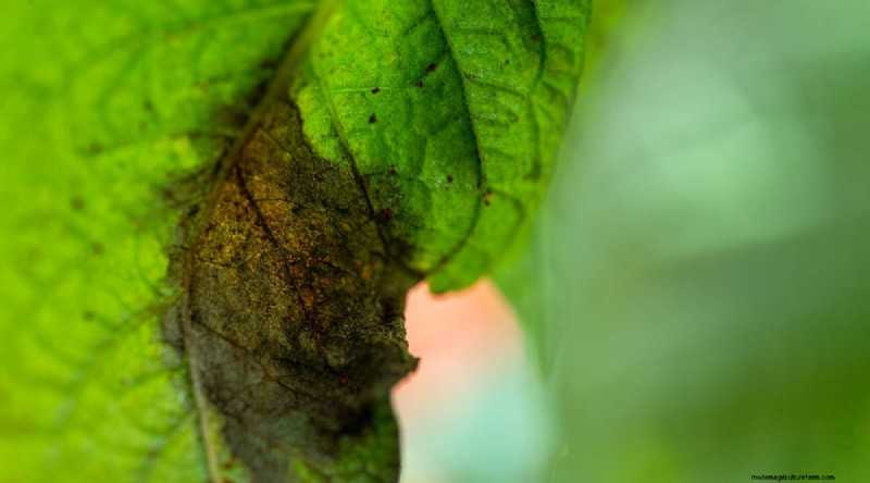 Patchouli:Pflanz-, Anbau- und Pflegeanleitung für duftende Kräuter 