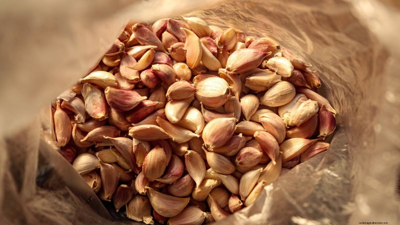 Kwaliteitszaadknoflook kiezen:een gids voor telers 