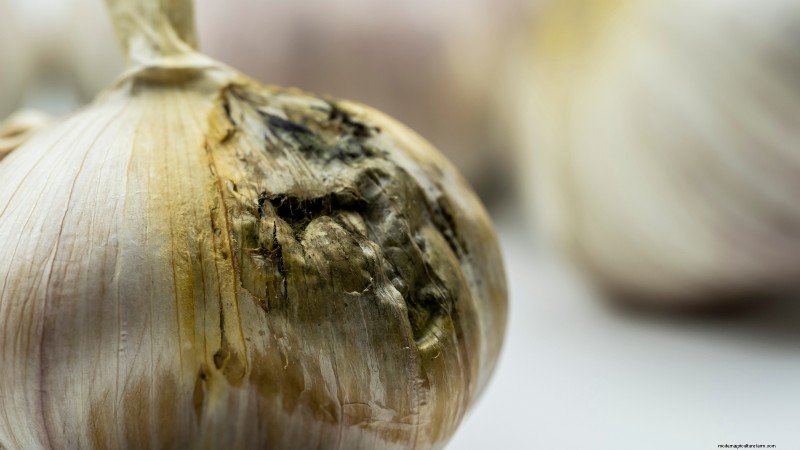 Kwaliteitszaadknoflook kiezen:een gids voor telers 