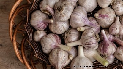 Inchelium rode knoflook:gids voor planten, groeien en verzorgen 