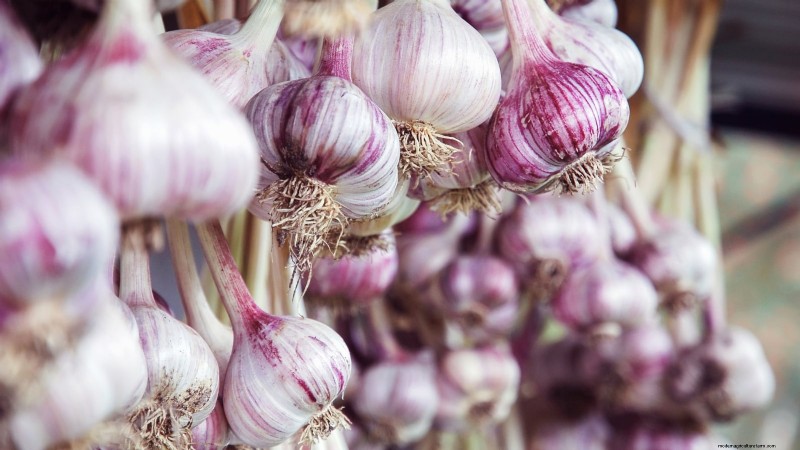 Inchelium rode knoflook:gids voor planten, groeien en verzorgen 