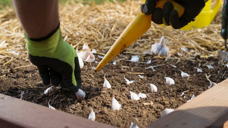 Inchelium rode knoflook:gids voor planten, groeien en verzorgen 