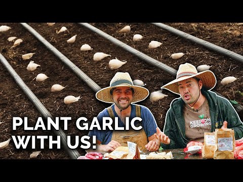Inchelium rode knoflook:gids voor planten, groeien en verzorgen 