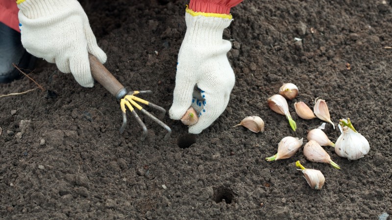 Inchelium rode knoflook:gids voor planten, groeien en verzorgen 