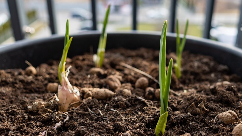 Inchelium rode knoflook:gids voor planten, groeien en verzorgen 