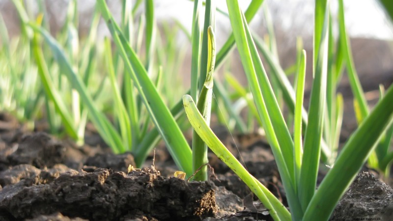 Inchelium rode knoflook:gids voor planten, groeien en verzorgen 