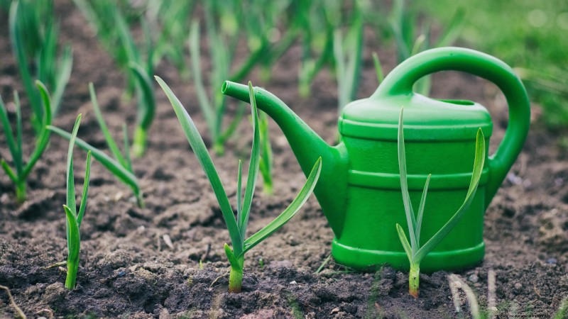 Inchelium rode knoflook:gids voor planten, groeien en verzorgen 