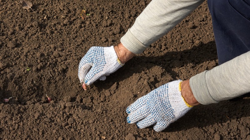 Inchelium rode knoflook:gids voor planten, groeien en verzorgen 