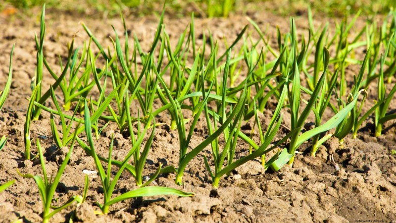 Inchelium rode knoflook:gids voor planten, groeien en verzorgen 
