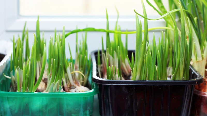 Inchelium rode knoflook:gids voor planten, groeien en verzorgen 