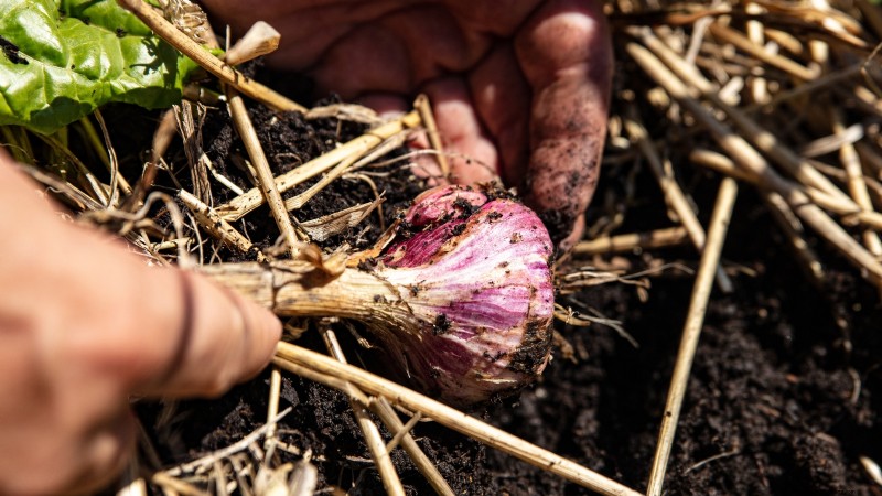 Inchelium rode knoflook:gids voor planten, groeien en verzorgen 