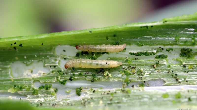 Inchelium rode knoflook:gids voor planten, groeien en verzorgen 
