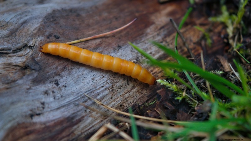 Inchelium rode knoflook:gids voor planten, groeien en verzorgen 