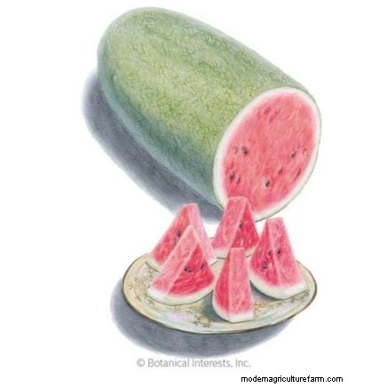 スイカの収穫ガイド:タイミングと甘さのヒント 
