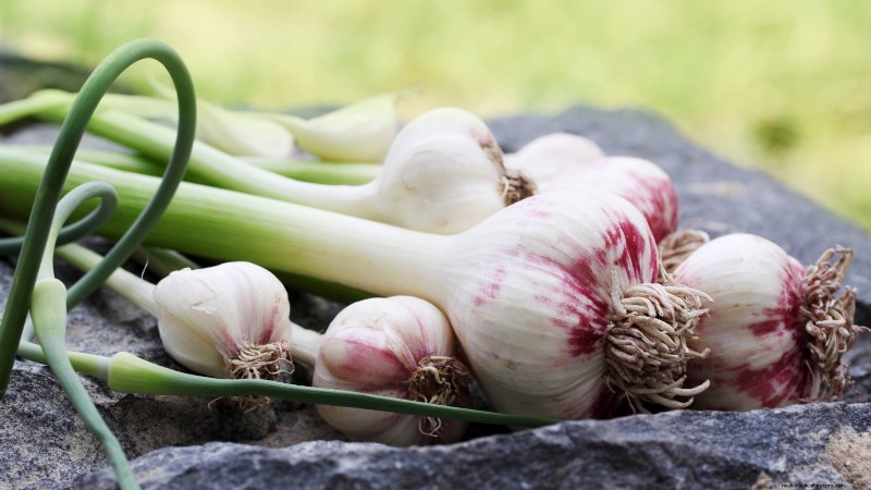 Knoflookopbrengst:hoeveel kruidnagels per bol en plantgids 