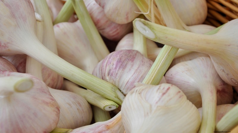 Knoflookopbrengst:hoeveel kruidnagels per bol en plantgids 