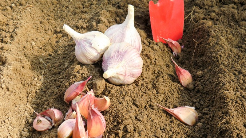 Knoflookopbrengst:hoeveel kruidnagels per bol en plantgids 