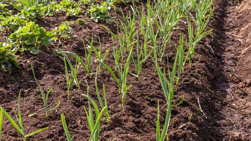 Knoflookopbrengst:hoeveel kruidnagels per bol en plantgids 