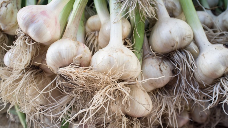 Knoflook kweken:7 redenen om dit jaar je eigen te planten | [Uw merk/website] 