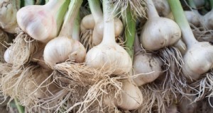Knoflook kweken:7 redenen om dit jaar je eigen te planten | [Uw merk/website] 