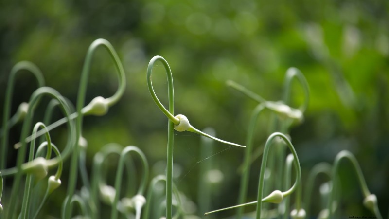 Knoflook kweken:7 redenen om dit jaar je eigen te planten | [Uw merk/website] 