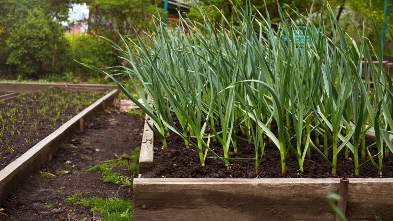 Knoflook kweken:7 redenen om dit jaar je eigen te planten | [Uw merk/website] 