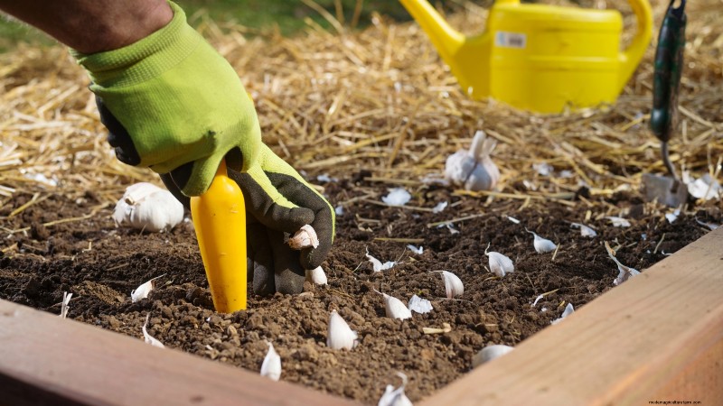 Knoflook kweken:7 redenen om dit jaar je eigen te planten | [Uw merk/website] 