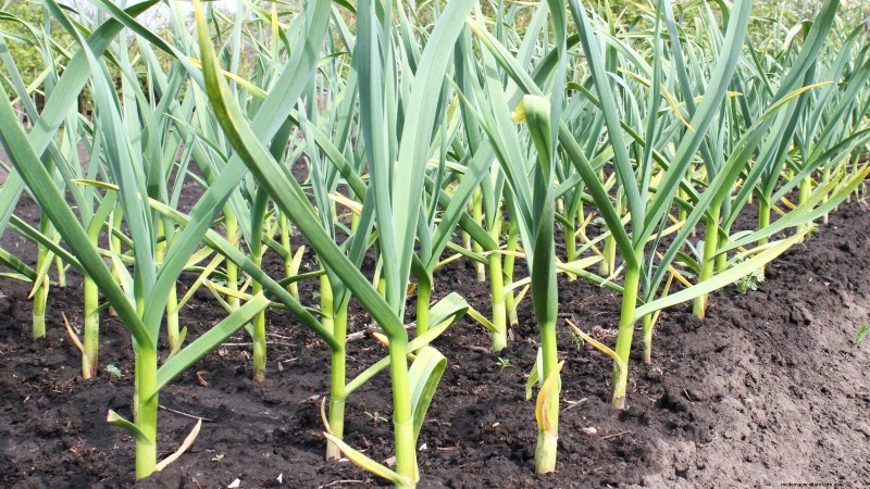 Knoflook kweken:7 redenen om dit jaar je eigen te planten | [Uw merk/website] 