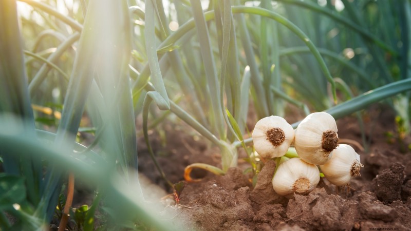 Knoflook kweken:7 redenen om dit jaar je eigen te planten | [Uw merk/website] 