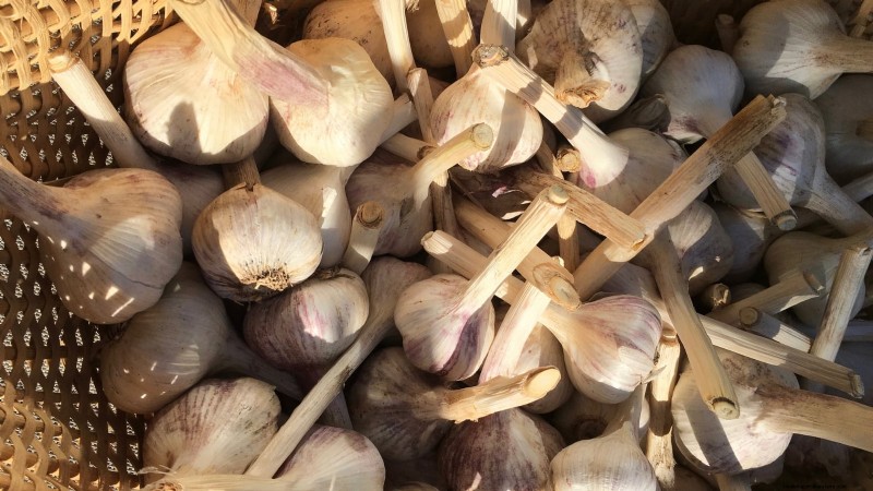 Tuinbedden voorbereiden op het planten van knoflook:een stapsgewijze handleiding 