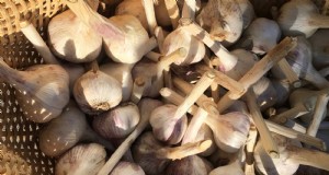 Tuinbedden voorbereiden op het planten van knoflook:een stapsgewijze handleiding 
