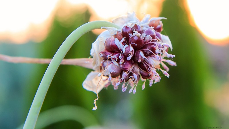 Tuinbedden voorbereiden op het planten van knoflook:een stapsgewijze handleiding 