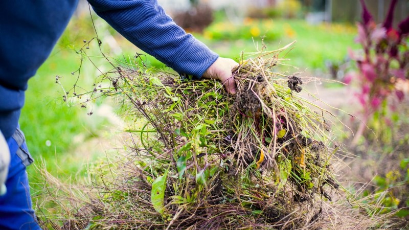 Tuinbedden voorbereiden op het planten van knoflook:een stapsgewijze handleiding 