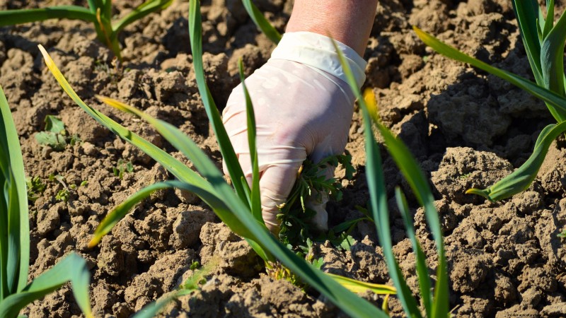 Tuinbedden voorbereiden op het planten van knoflook:een stapsgewijze handleiding 