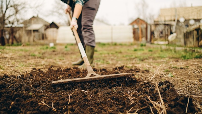 Tuinbedden voorbereiden op het planten van knoflook:een stapsgewijze handleiding 