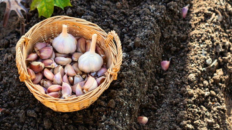 Tuinbedden voorbereiden op het planten van knoflook:een stapsgewijze handleiding 
